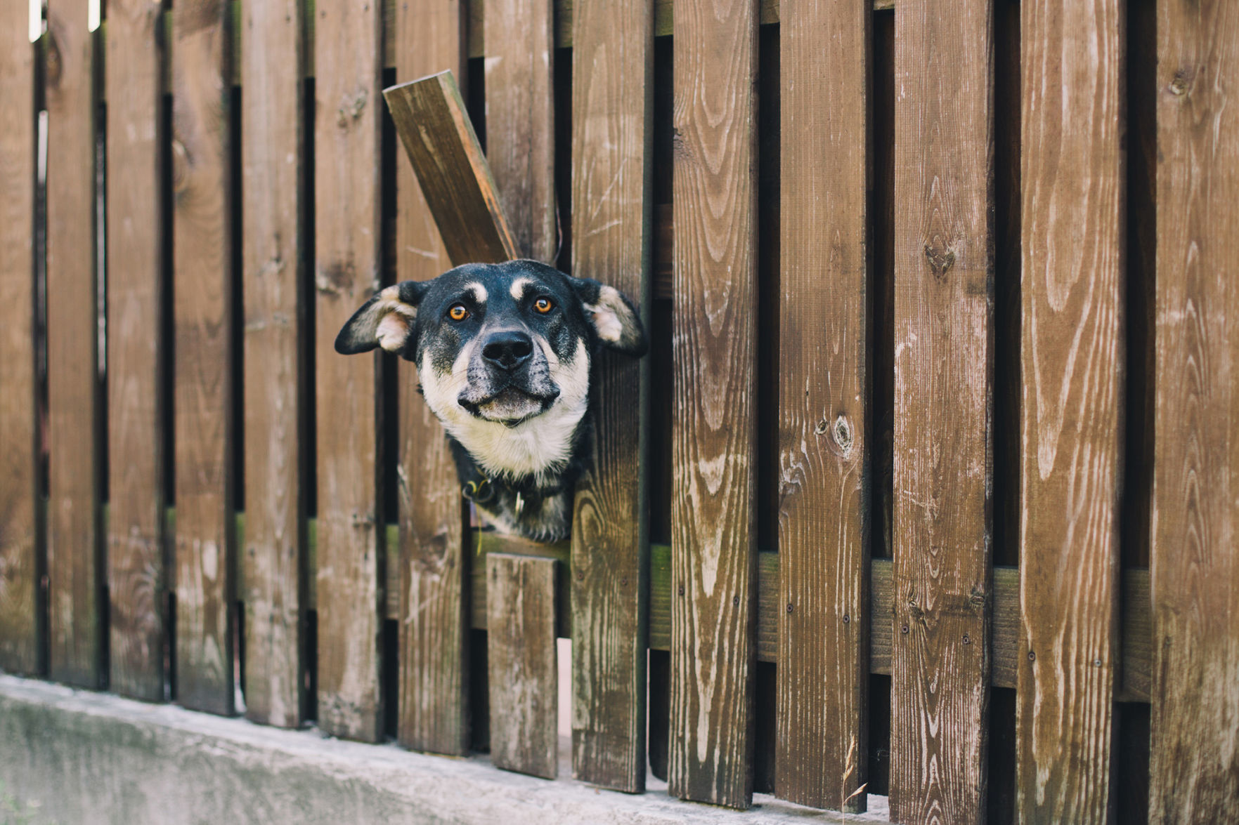 Pupper-proof the yard